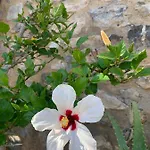 Anna S House In Chora Apartament *