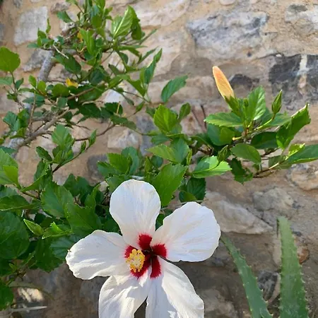 Anna S House In Chora דירה *