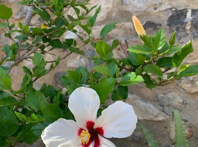 Anna S House In Chora شقة *